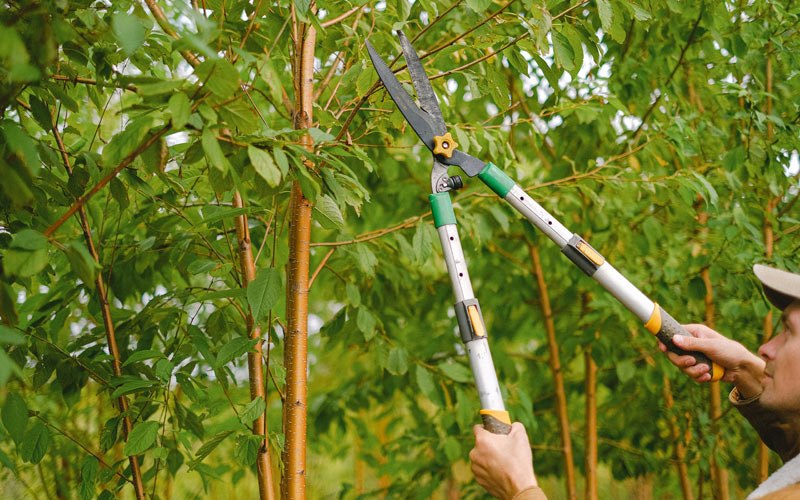 Tree trimming in Sharpsburg, KY